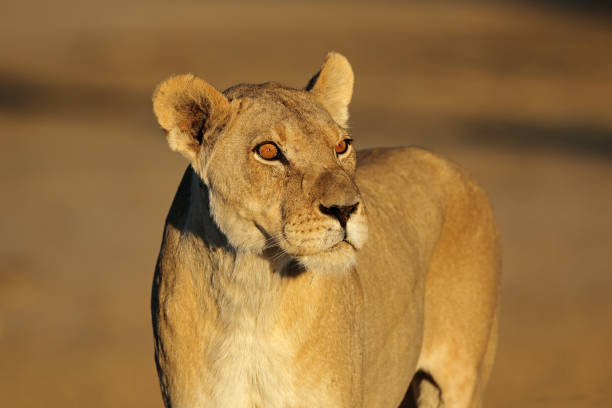 istock African lioness portrait 828513420