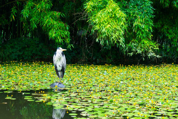 istock Heron on a pond with lilies. 828513602