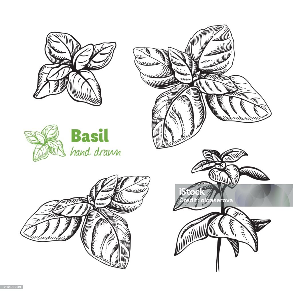 Basil plant and leaves vector hand drawn illustration Detailed hand drawn vector illustration of basil plant. Basil stock vector