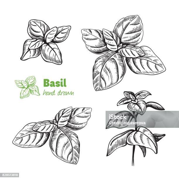 Basil Plant And Leaves Vector Hand Drawn Illustration Stock Illustration - Download Image Now