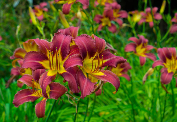 istock Flowering burgundy lilies on a blurred green background. 828514180