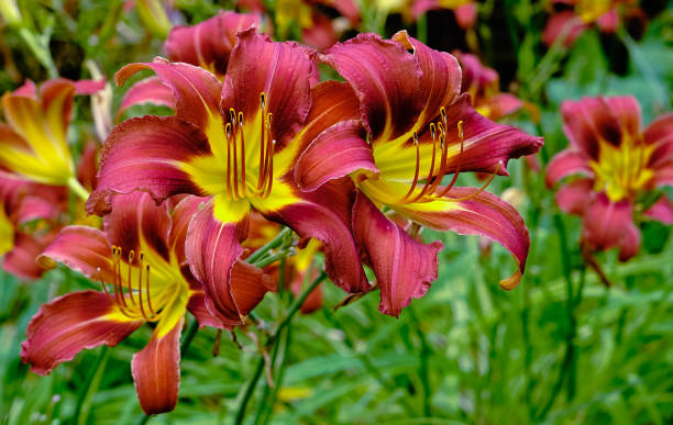 istock Background of flowering garden lilies. 828514294