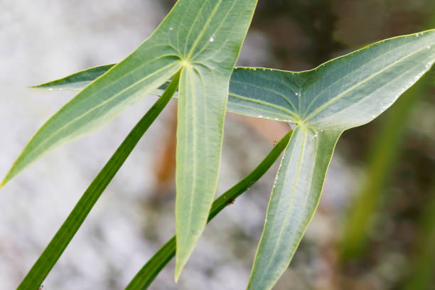 アローヘッド (ウリカワ sagittifolia) 葉 - arrowhead ストックフォトと画像