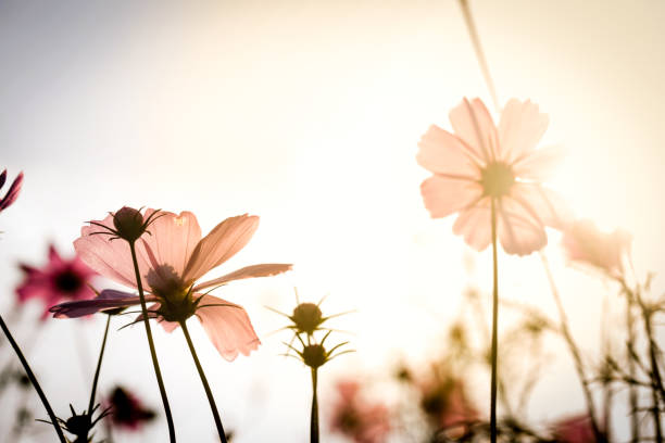 istock Colorful flower in the garden with sunlight. 828515512