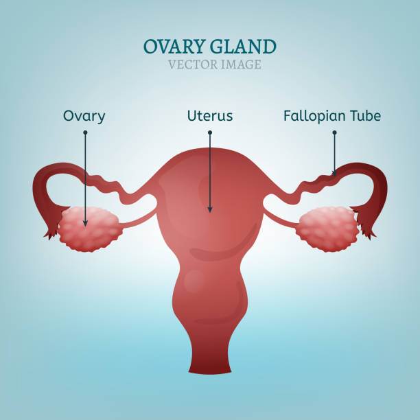 Ovary Gland Image Female reproductive system - uterus, ovary glands and fallopian tubes. Vector illustration isolated on a light blue background. diagram of female reproductive system drawings stock illustrations