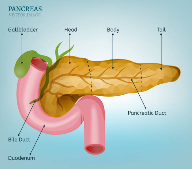 Pancreas Vector Image Pancreas and duodenum image on a light blue background. Medical vector illustration of the internal organs. papilla stock illustrations