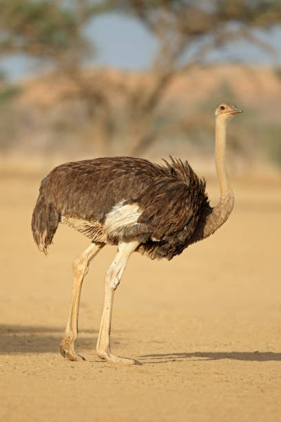 istock Female ostrich in natural habitat 828516180