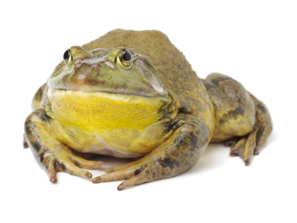 istock Bullfrog, Rana catesbeiana on white background. 828521500