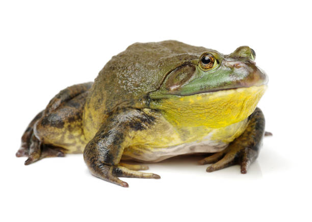 istock Bullfrog, Rana catesbeiana on white background. 828521750
