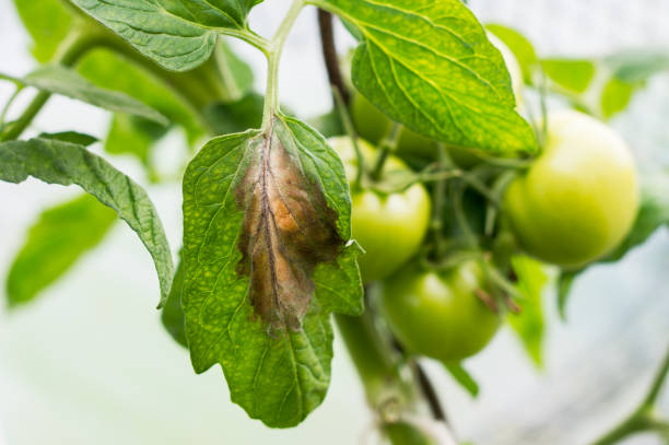 Tomato plague  or phytophtorosis on the plant leaves stock photo