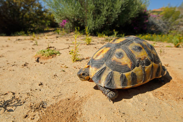 istock Angulate tortoise - South Africa 828523552