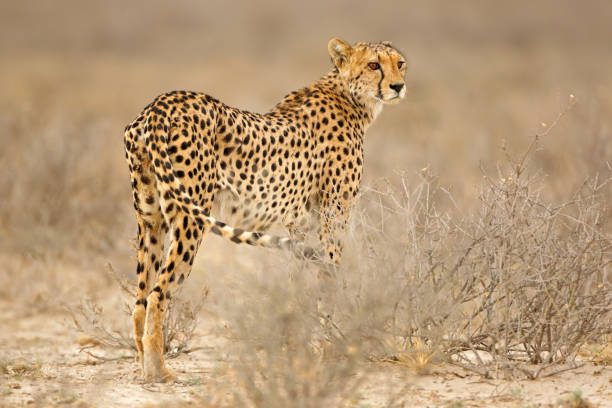 istock Cheetah in natural habitat 828527126