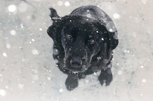 Dog, Snow, Black Labrador, Winter, Pets