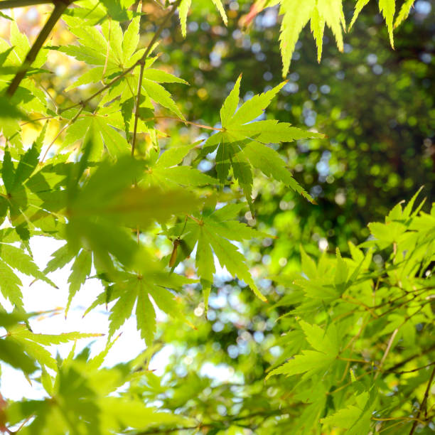 istock Green Japanese Maple leaves before Autumn. 828530066