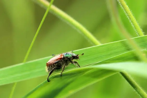 Photo of Gartenlaubkäfer