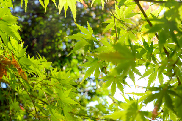 istock Green Japanese Maple leaves before Autumn. 828530310