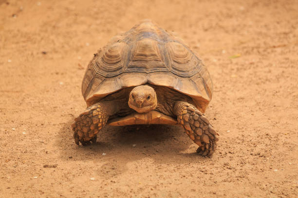 istock Sulcata tortoise is walking slowly. 828530586