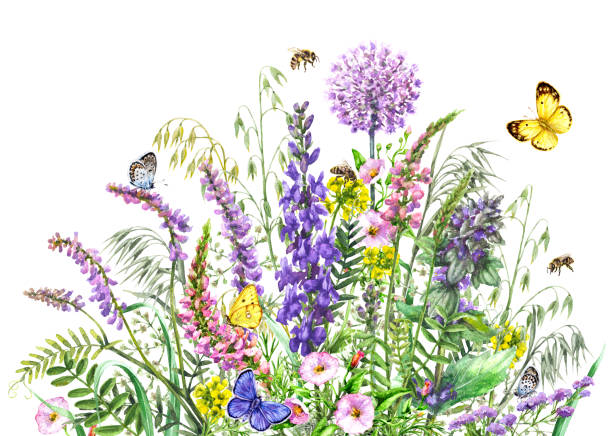 istock Watercolor wild flowers and insects 828531594