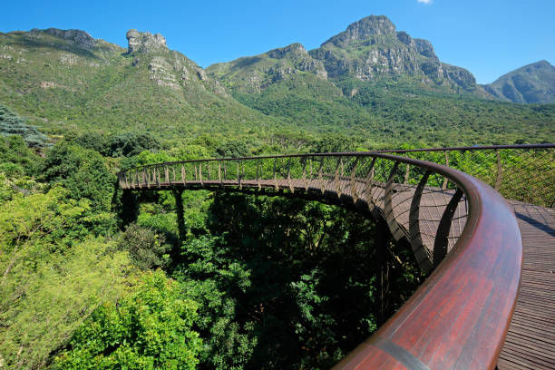 botanischer garten kirstenbosch - nationalpark table mountain stock-fotos und bilder