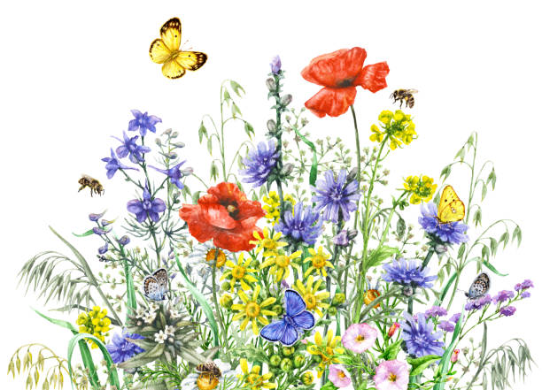 istock Watercolor wild flowers and insects 828536034