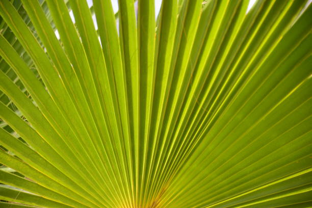 istock Jungle - In the Palm Garden - Palm Leaves - Spain 828536628