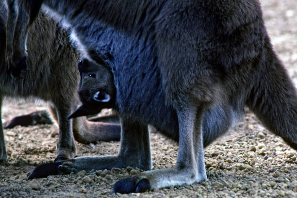 istock baby kangaroo in a kangaroo pocket 828537420