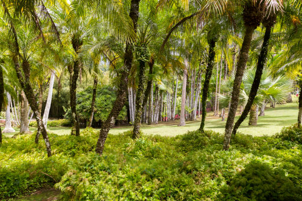 istock Tropical garden Martinique 828548486