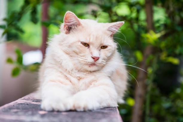 gatto persiano, animale e animale domestico incantevoli in giardino - discerning foto e immagini stock