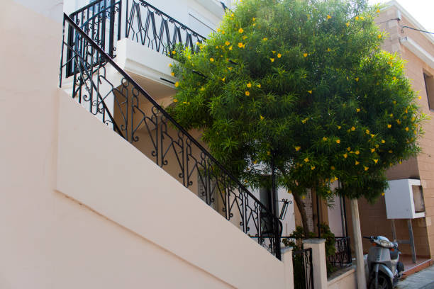 黄色い花の木と古いギリシャのコス島のギリシャの家します。 ストックフォト