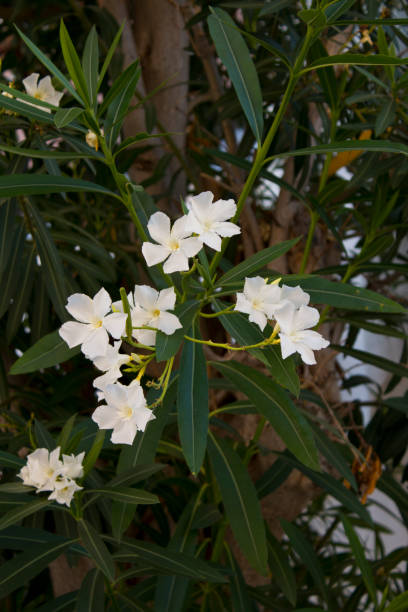 istock White Oleander flowers on close-up shoot  Kos ,Greece 828551030