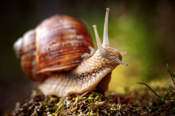 elica pomatia anche lumaca romana, lumaca borgogna - snail escargot animal speed foto e immagini stock