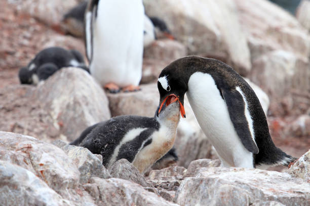 istock Gentoo penguins, mother and chick, Pygoscelis Papua, Antarctic Peninsula 828553874