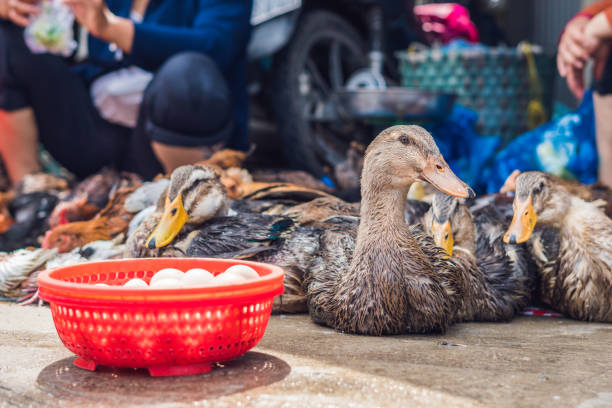 canard en vente sur le marché vietnamien. concept de cuisine asiatique - vietnam market asia bird photos et images de collection