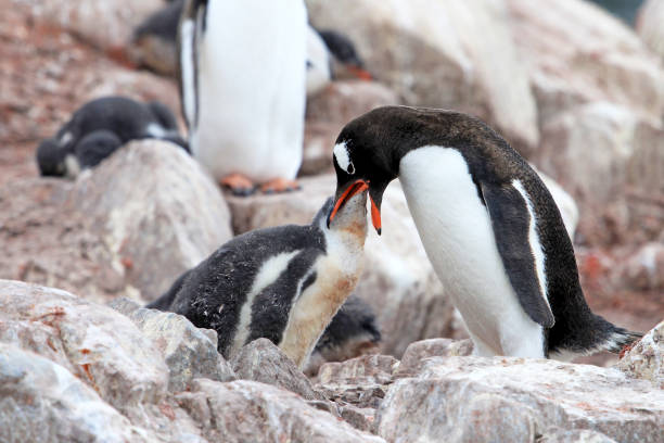 istock Gentoo penguins, mother and chick, Pygoscelis Papua, Antarctic Peninsula 828556402