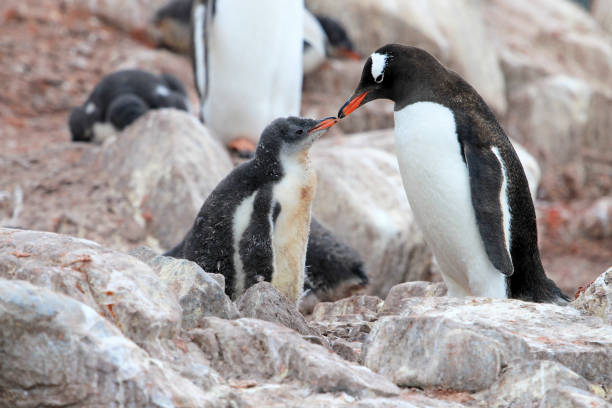 istock Gentoo penguins, mother and chick, Pygoscelis Papua, Antarctic Peninsula 828561292