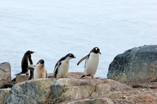 istock Gentoo penguins, Pygoscelis Papua, Antarctic Peninsula 828568722