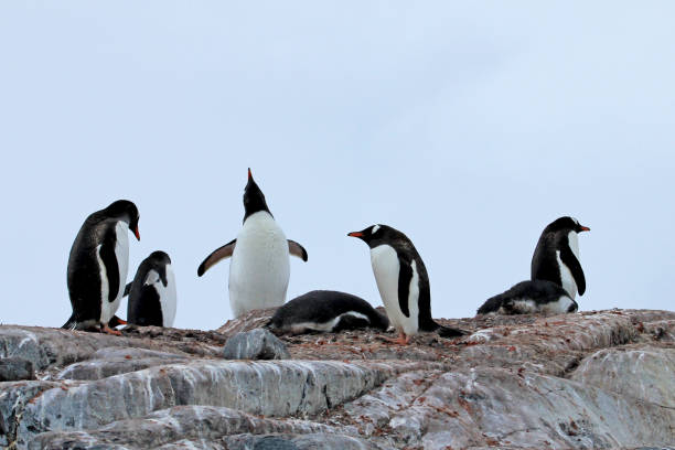 istock Gentoo penguins, Pygoscelis Papua, Antarctic Peninsula 828570668
