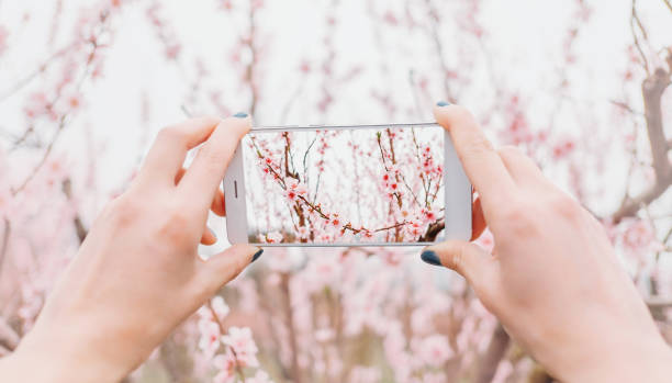 istock Female taking photo of blooming tree. 828574418
