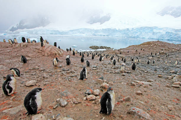 istock Gentoo penguins, Pygoscelis Papua, Antarctic Peninsula 828576526