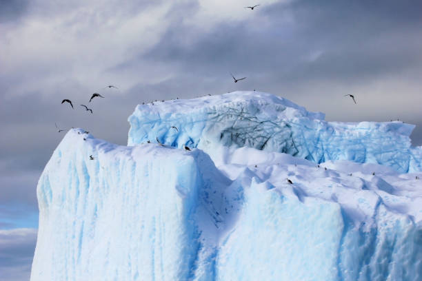 istock Kelp Gulls and Arctic Terns flying and sitting on iceberg, Antarctic Peninsula 828590104