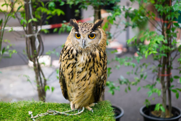 istock night owl on green grass and owl eyes open. 828604946