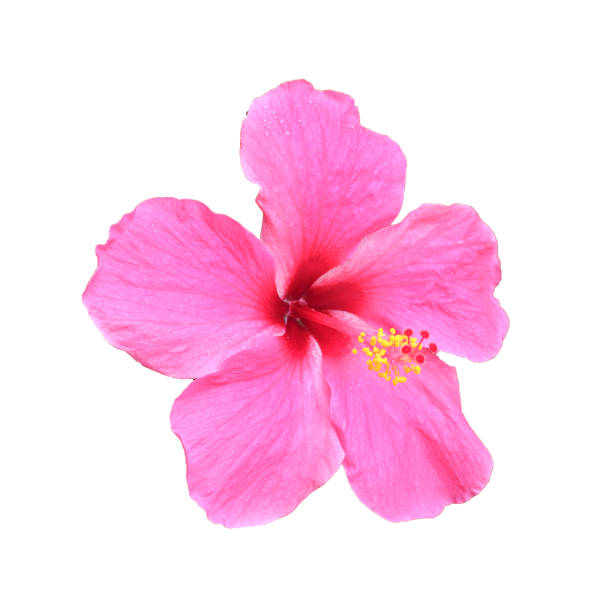 istock Pink hibiscus isolated on white background 828606028