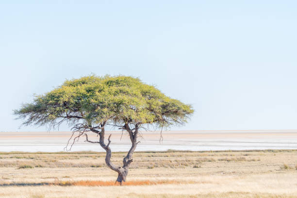 istock Lonely tree landscape with the Etosha Pan in the back 828606990
