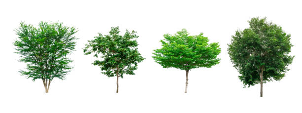 istock Collection of green trees isolated on white background for use in architectural design or decoration work. 828611566