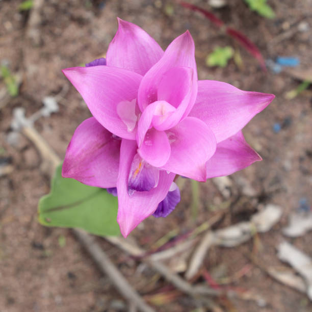 Beautiful siam tulip flowers blooming