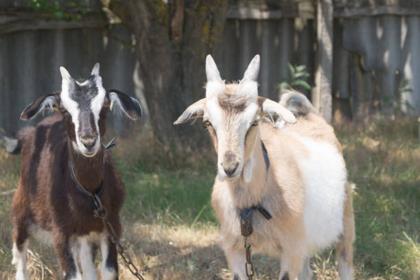 Two white- beige and brown goats graze on the meadow