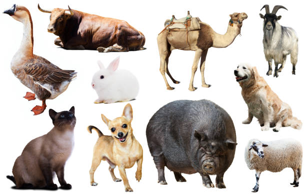 istock domestic animals collection 828612038