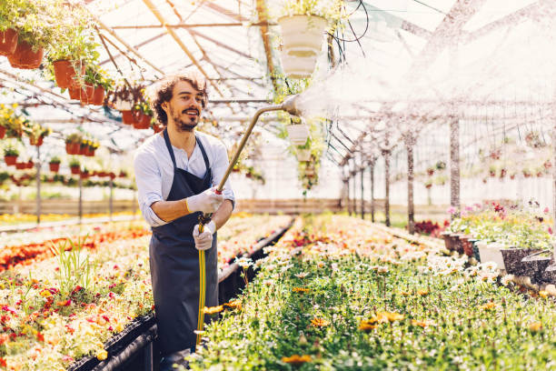 istock Gardener watering plants in the nursery 828612220