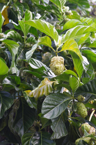 noni tree Noni tree photo for your botany projects or nature publications. noni fruit stock pictures, royalty-free photos & images