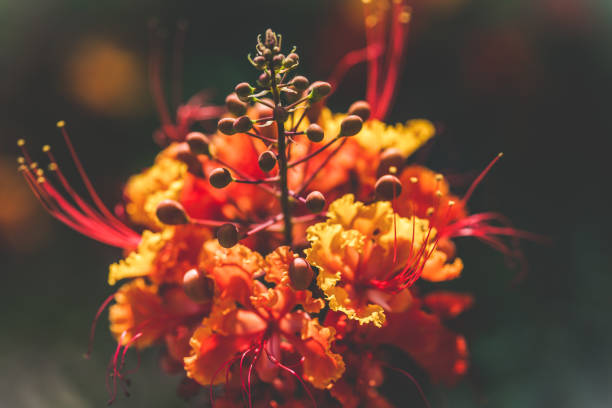 Peacock Flower Close-up of a vibrant orange and red Peacock flower shot with shallow depth-of-field. pride of barbados flower stock pictures, royalty-free photos & images
